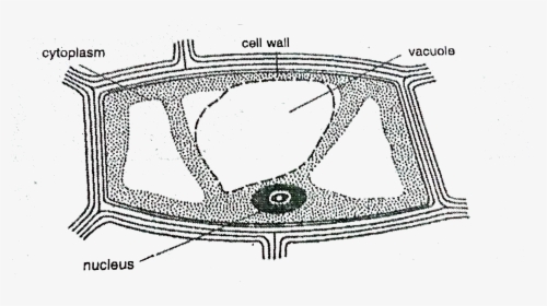 Mitochondria In Onion Peel Cell Diagram On Slide, HD Png Download, Transparent PNG