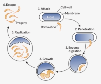062417 Bacteria Inline - Life Cycle Of Bdellovibrio Bacteriovorus, HD Png Download, Transparent PNG