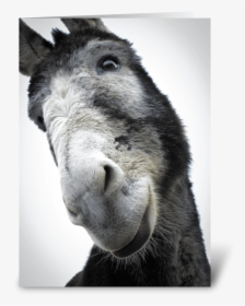 Sorry For Being Such An Ass Greeting Card - Burro, HD Png Download, Transparent PNG