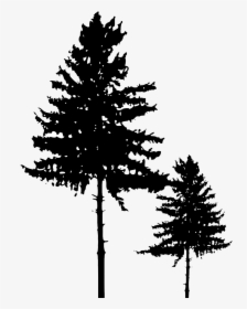 Tree Silhouette 3 - Pine Tree Silhouette Png, Transparent Png, Transparent PNG