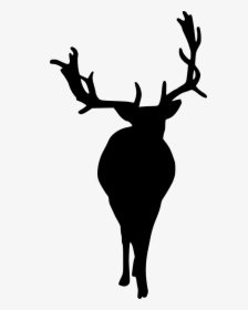 Mammal, HD Png Download, Transparent PNG