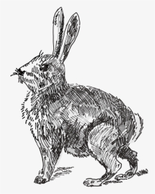 Vector Rabbit Vintage - Bunny Png Drawing, Transparent Png, Transparent PNG