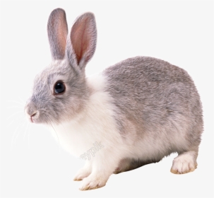 Vector Rabbit Realistic - Rabbit Png, Transparent Png, Transparent PNG