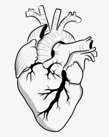 Heart Black And White Clipart Doodle , Transparent - Aesthetic Black And White Outline, HD Png Download, Transparent PNG