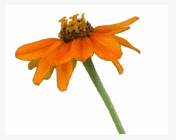 Orange,petal,plant - Clip Art, HD Png Download, Transparent PNG