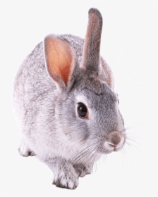 Small Cute Rabbit Clip Arts - Кролик Пнг, HD Png Download, Transparent PNG