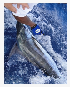 Blue Marlin Fishing Curacao - Pull Fish Out Of Water, HD Png Download, Transparent PNG