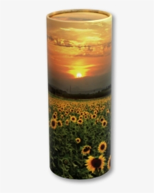 Sunflower Fields - Black-eyed Susan, HD Png Download, Transparent PNG