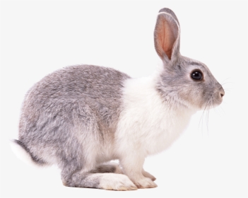 Rabbit Right Clip Arts - Bunny From The Side, HD Png Download, Transparent PNG