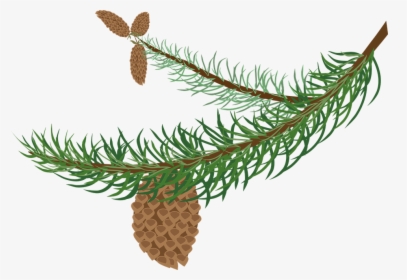 Evergeen Branches Clipart Png Transparent Background - Clipart Winter Tree Branch, Png Download, Transparent PNG