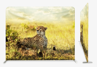 Cheetahs In The Savanna, HD Png Download, Transparent PNG