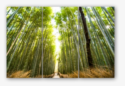 Triptych Template2 - Bamboo, HD Png Download, Transparent PNG