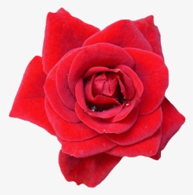 Rosa, Vermelho, Flor, Flores, Natureza, Flores Rosa - Imagens Da Planta Rosa, HD Png Download, Transparent PNG