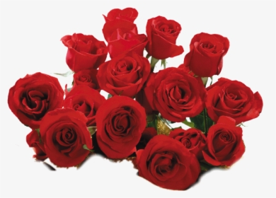 Transparent Rosa Vermelha Png - Flower Beautiful Wallpaper Rose Garden Nature, Png Download, Transparent PNG