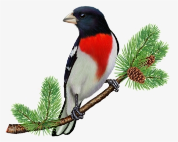 Free Clipart Rose Breasted Grosbeak, HD Png Download, Transparent PNG