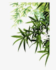 Bamboo Leaves Png, Transparent Png, Transparent PNG