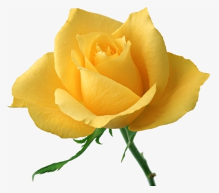4e3e6a98a033 - Yellow Rose High Definition, HD Png Download, Transparent PNG
