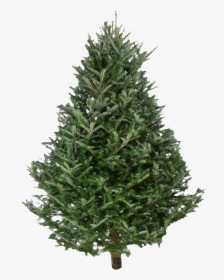 Fraser Fir Christmas Trees - Pine Tree Christmas Fresh, HD Png Download, Transparent PNG