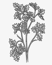 Drawing Parsley Herb Coriander Plants - Botanical Parsley Line Drawing, HD Png Download, Transparent PNG