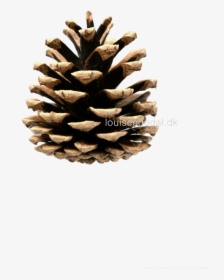 Transparent Pine Cone Clip Art - Pinecone Clipart, HD Png Download, Transparent PNG