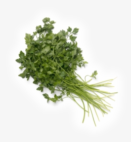 Parsley, HD Png Download, Transparent PNG