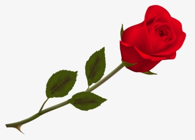 Transparent Beautiful Red Rose Png Picture - Red Rose Png Transparent, Png Download, Transparent PNG