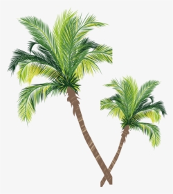 Coconut Material Tree Euclidean Vector Palm Asian Clipart - Adobe Illustrator Palm Tree, HD Png Download, Transparent PNG