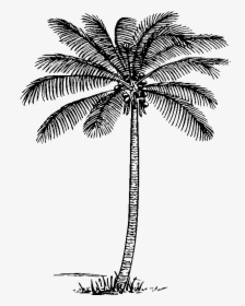 28 Collection Of Coconut Clipart Black And White Png - Palm Clipart Black And White, Transparent Png, Transparent PNG