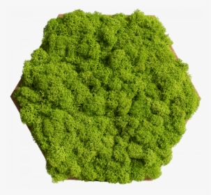 Cork Hexagon With Greening Reindeer Moss, Pack Of - Moss Hexagon, HD Png Download, Transparent PNG