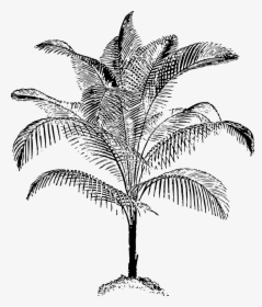 Plant,leaf,monochrome Photography - Black & White Sketch Of Coconut Trees, HD Png Download, Transparent PNG