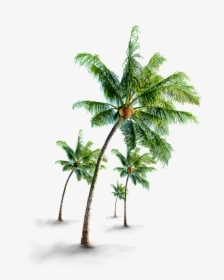 Coconut Tree Png Images - Coconut Tree Image Png, Transparent Png, Transparent PNG