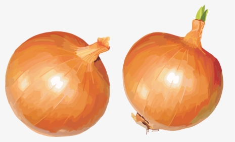 Yellow Onion,fruit,local Food,calabaza,vegetarian Food,flowering - Onion Clipart, HD Png Download, Transparent PNG