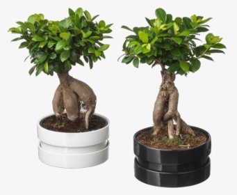 Ficus Microcarpa Ginseng Ikea, HD Png Download, Transparent PNG