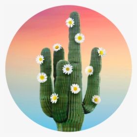 Hedgehog Cactus, HD Png Download, Transparent PNG