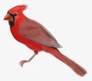 Northern Cardinal, HD Png Download, Transparent PNG