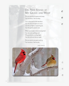 Cardinal - Cardinals Birds, HD Png Download, Transparent PNG