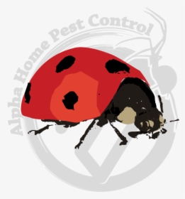 Leaf Beetle, HD Png Download, Transparent PNG
