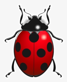 Drawings Of Lady Bird, HD Png Download, Transparent PNG