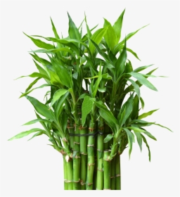 Bamboo Plant, HD Png Download, Transparent PNG