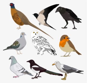 Bird Collection Wild Free Photo - Birds Images Printable, HD Png Download, Transparent PNG