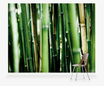 Bamboo, HD Png Download, Transparent PNG