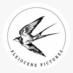 Pleiocene Pictures - European Swallow, HD Png Download, Transparent PNG