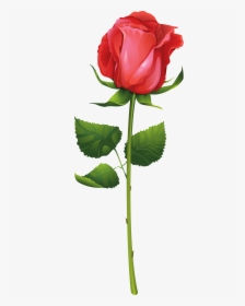 Transparent Stem Clipart - Red Rose Illustration Vector, HD Png Download, Transparent PNG