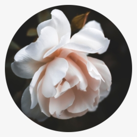 White Rose, Vintage, Style, Flower, White, Rose, Art, - Garden Roses, HD Png Download, Transparent PNG