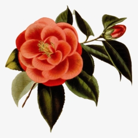Scrapbooking Red Flower - Japanese Camellia, HD Png Download, Transparent PNG