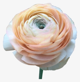Order Ranunculus Peach Flower Delivery - Persian Buttercup, HD Png Download, Transparent PNG