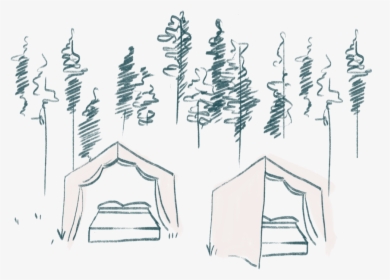 Camping - Lodgepole Pine, HD Png Download, Transparent PNG