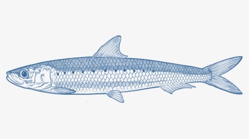 Pacific Sturgeon, HD Png Download, Transparent PNG