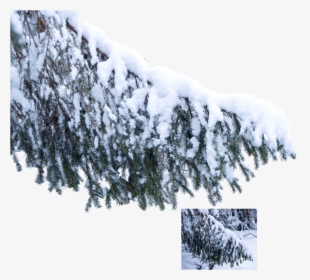 The Snow On The Tree, - Transparent Snow Branch Png, Png Download, Transparent PNG