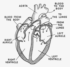 Diagram Of The Heart Black And White, HD Png Download, Transparent PNG